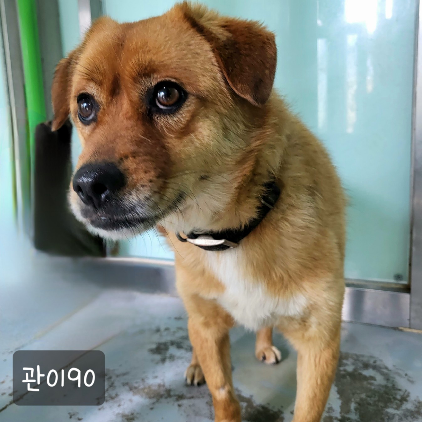 종료(반환) 믹스견…